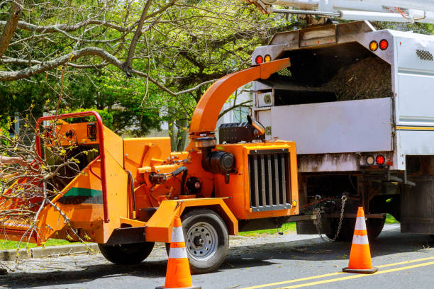 Best Tree Removal Services  in Interlaken, CA